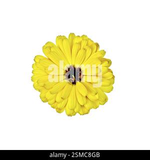 Calendula terry giallo scuro con cuore isolato su sfondo bianco Foto Stock