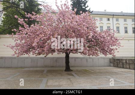 La Repubblica Ceca è un paese noto per la sua incredibile bellezza naturale e questo albero in fiore di ciliegio ne è un esempio perfetto. I delicati fiori rosa adornano Foto Stock