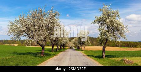 vista in primavera della strada e di un viale fiorito di alberi di mele Foto Stock