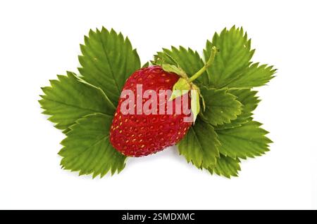 Fragole rosse mature adagiate sulle foglie verdi isolate su sfondo bianco, Russia, Europa Foto Stock