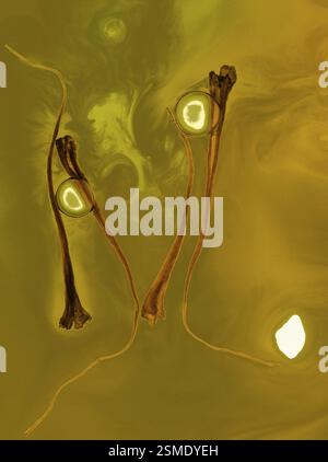 Spezie, filetto di zafferano in acqua su sfondo colorato Foto Stock