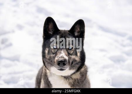 Cane Husky nella neve. Husky siberiano con occhi blu nel parco invernale. Cani che giocano fuori in inverno, felici amanti della neve. Foto Stock