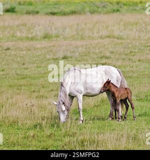 White Horse con bay colt di pascolare su prato verde Foto Stock
