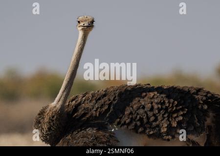Afrikanischer Strauß im Etosha-Nationalpark, Namibia Foto Stock
