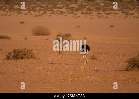 Vogelstrauss Foto Stock