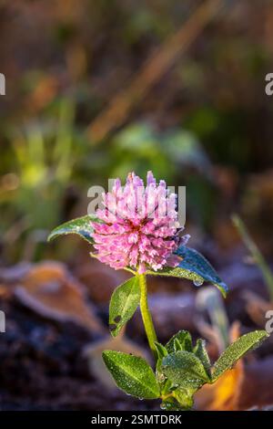 Tardo autunno a Raknehaugen: Fiori baciati dal gelo, gocce di rugiada sul filo, fattorie dalle sfumature dorate e il lago che riflette la fugace bellezza della stagione. Foto Stock