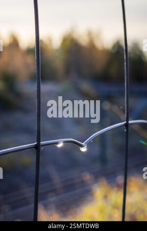 Tardo autunno a Raknehaugen: Fiori baciati dal gelo, gocce di rugiada sul filo, fattorie dalle sfumature dorate e il lago che riflette la fugace bellezza della stagione. Foto Stock
