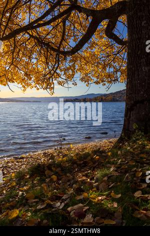 Laghi tranquilli di Hurdalsjøen e Skrukkelisjøen, betulle dorate e acque riflettenti. Un tranquillo rifugio autunnale dove la bellezza della natura invita alla riflessione Foto Stock