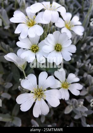 Bloom monocromatico – Fiori bianchi in toni grigi Foto Stock