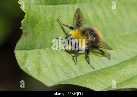 Wiesenhummel, Wiesen-Hummel, Männchen, Drohne, Hummel, Bombus pratorum, Pyrobombus pratorum, bumblebee precoce, bumblebee precoce, bumlebe precoce Foto Stock