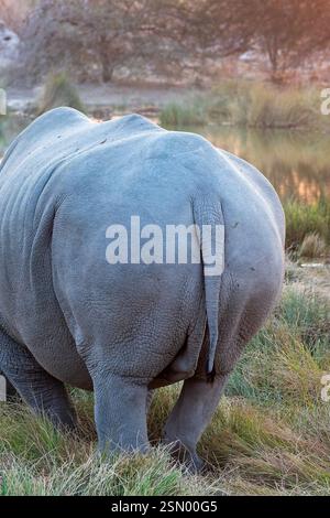 Foto ravvicinata di un rinoceronte bianco in una pozza d'acqua, mozziconi di rinoceronte, safari nella fauna selvatica e safari in Namibia, Africa Foto Stock