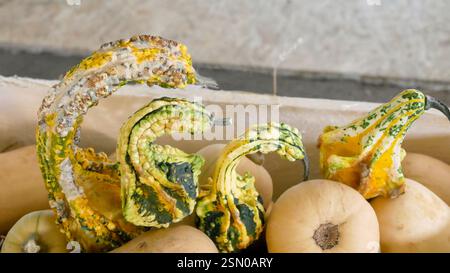Varietà di buongustai decorativi con motivi e texture unici nel cestino Harvest Foto Stock