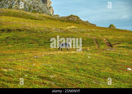 Una renna solitaria sulla tundra sulle montagne di Knivskjellodden Norvegia, la parte più settentrionale d'Europa. Knivskjellodden, Nordkapp, isola di Magerøya Foto Stock