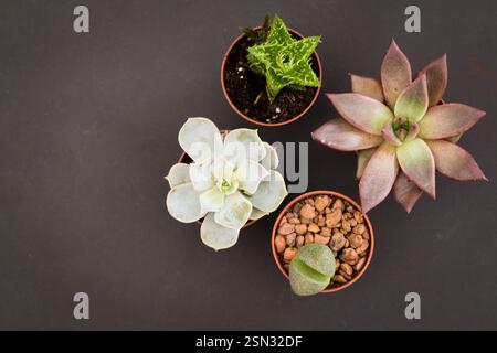 Varie piante da interno disposte in vasi di terracotta su sfondo scuro che creano una vibrante esposizione di vegetazione e consistenza Foto Stock