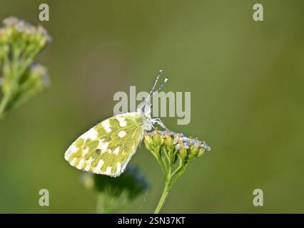 Una bellissima farfalla in fiore (Achilleus millefolium) Foto Stock