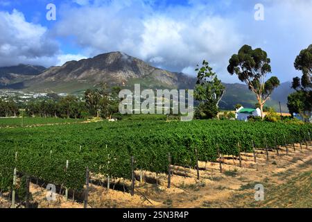 Vigneti del Capo Winelands nella valle di Franschhoek nel Capo Occidentale del Sud Africa, tra le montagne circostanti di Drakenstein. Foto Stock