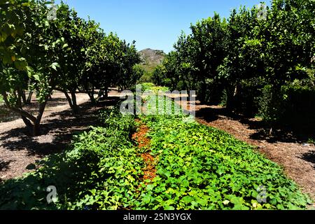 Giardino e azienda vinicola di Babylonstoren, vecchia azienda, azienda vinicola, Franschhoek, Provincia del Capo Occidentale, Stellenbosch, Cape Winelands, Sudafrica, Africa Foto Stock