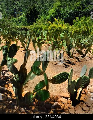 Giardino e azienda vinicola di Babylonstoren, vecchia azienda, azienda vinicola, Franschhoek, Provincia del Capo Occidentale, Stellenbosch, Cape Winelands, Sudafrica, Africa Foto Stock