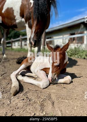 il piccolo pinto puledro con il mare Foto Stock