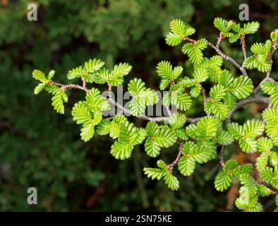 Piccole foglie di faggio di Lenga o Lenga Nothofagus pumilio che crescono a 1000 m nelle Ande della Patagonia argentina Foto Stock