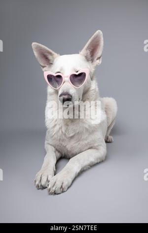 Il ritratto di un pastore svizzero bianco si trova su uno sfondo grigio, guardando la fotocamera attraverso occhiali a forma di cuore, trasudando fascino e giocosità. Foto Stock