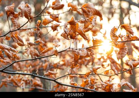 Il sole della sera splende attraverso foglie di arancio splendidamente appassite nella foresta Foto Stock