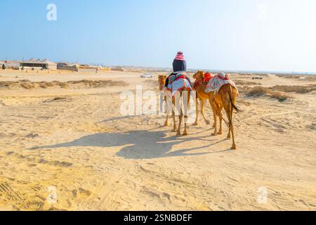 Cammelli camminano attraverso il deserto dirigendosi verso le numerose fattorie di campeggio nel deserto di Jebel Dukhan, Bahrein. Foto Stock