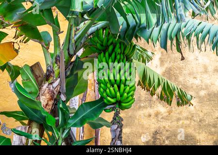 Le banane verdi non mature sono appese ad un albero di banana. Foto Stock