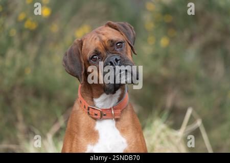 cane pugile rosso seduto con una simpatica inclinazione della testa Foto Stock