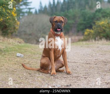 cane da pugile rosso seduto in campagna Foto Stock
