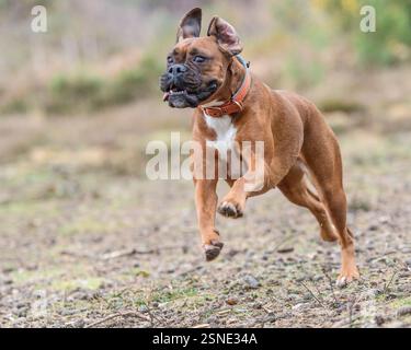 cane pugile rosso che corre verso la fotocamera con un'espressione divertente Foto Stock