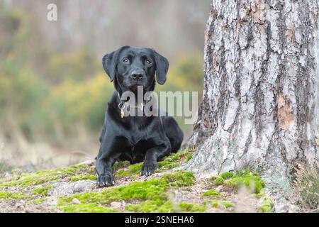 Cane da recupero del Labrador nero disteso in campagna Foto Stock