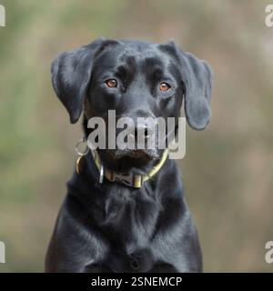 Nero Labrador retriever cane Foto Stock