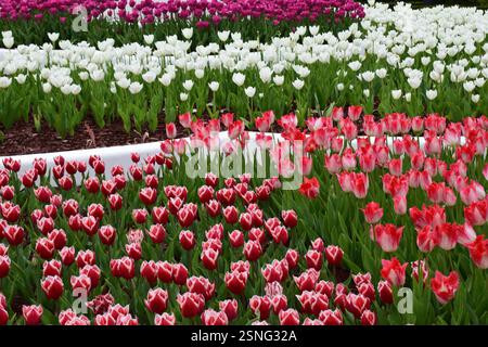 Un giardino pieno di tulipani disposti in file di diversi colori: Rosso, bianco e viola. I tulipani sono piantati in modo ordinato, creando un'attrazione Foto Stock