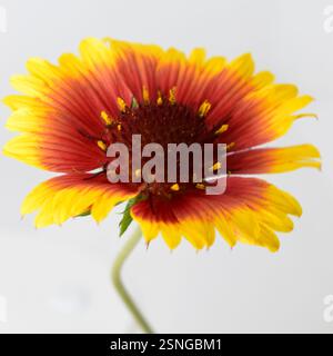 Un fiore di Gaillardia dai colori vivaci, prevalentemente rosa, giallo e rosso scuro. I petali sono principalmente gialli con bordi rosa e sono curvi verso l'esterno. Foto Stock