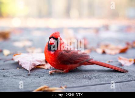 Un cardinale del Nord maschio (Cardinalis cardinalis) stordito dopo un colpo alla finestra Foto Stock