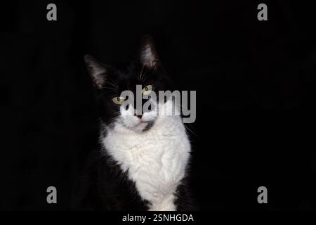 Studio di registrazione per gatto in bianco e nero con sfondo nero. Foto Stock