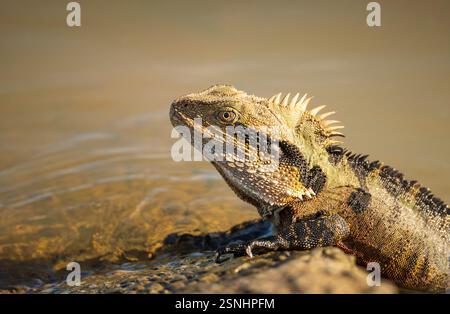 Il drago dell'acqua orientale (Intellagama lesueurii) è una grande lucertola semi-acquatica con spine affilate che crogiolano al sole. Foto Stock