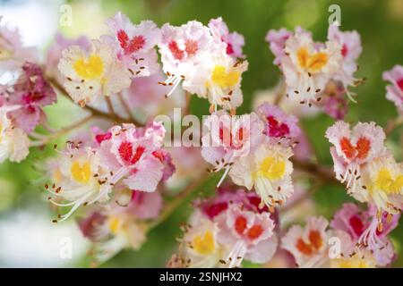 Aesculus pavia (Aesculus pavia) in fiore Foto Stock