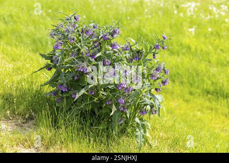 Comfrey (Symphytum), Sassonia, Germania, Europa Foto Stock