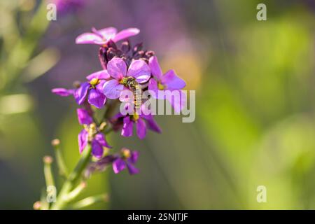 Una mosca a pendolo di limone estrae il nettare dall'Erysimum Bowles Mauve con sfondo sfocato e luce solare Foto Stock
