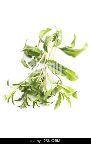 Foglia di Goji isolati su sfondo bianco Foto Stock