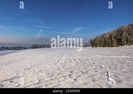 Campo innevato sotto un cielo azzurro limpido con impronte in primo piano e bordo della foresta sullo sfondo, Sempach, Lucerna, Svizzera, Europa Foto Stock