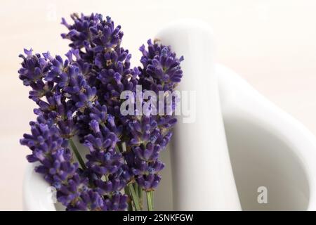 Fiori di lavanda in un mortaio, lodz, polonia Foto Stock