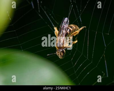 Ape da solco comune / ape da miniera snella (Lasioglossum calceatum) catturata nella rete di un ragno da giardino (Araneus diadematus), Wiltshire, ottobre Regno Unito Foto Stock