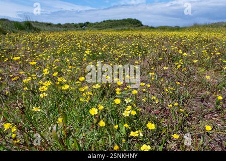 Erba di lancia minore (Ranunculus flammula) che fiorisce in un tappeto su paludosa brughiera costiera, The Lizard, Cornovaglia, Regno Unito, giugno. Foto Stock