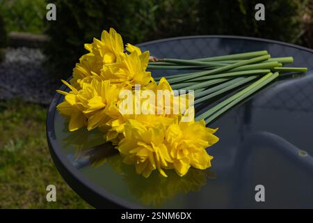 Un bouquet di doppi narcisi gialli vibranti con lunghi steli verdi giace su un tavolo di vetro riflettente in un giardino Foto Stock
