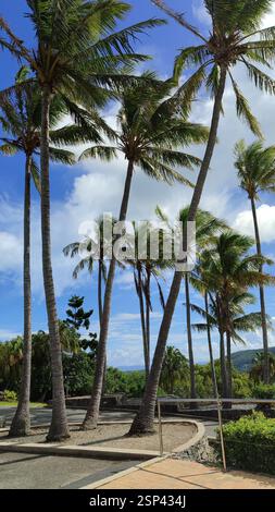 Alte palme oscillano dolcemente su una spiaggia soleggiata. L'acqua turchese lambisce sulla riva, invitando al relax in questo paradiso tropicale. Hamilton Island, un ebreo Foto Stock
