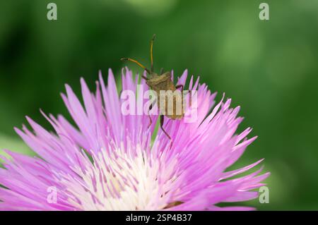 Beato cardo di latte fiori nel campo, primo piano. Silybum marianum rimedio a base di erbe, Cardo mariano di Santa Maria fiorisce Foto Stock
