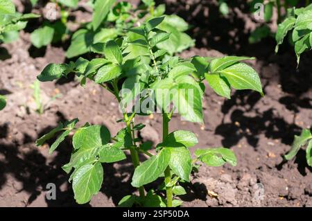 Le patate crescono nel letto. Concetto di orto, giardinaggio, coltivazione di verdure Foto Stock